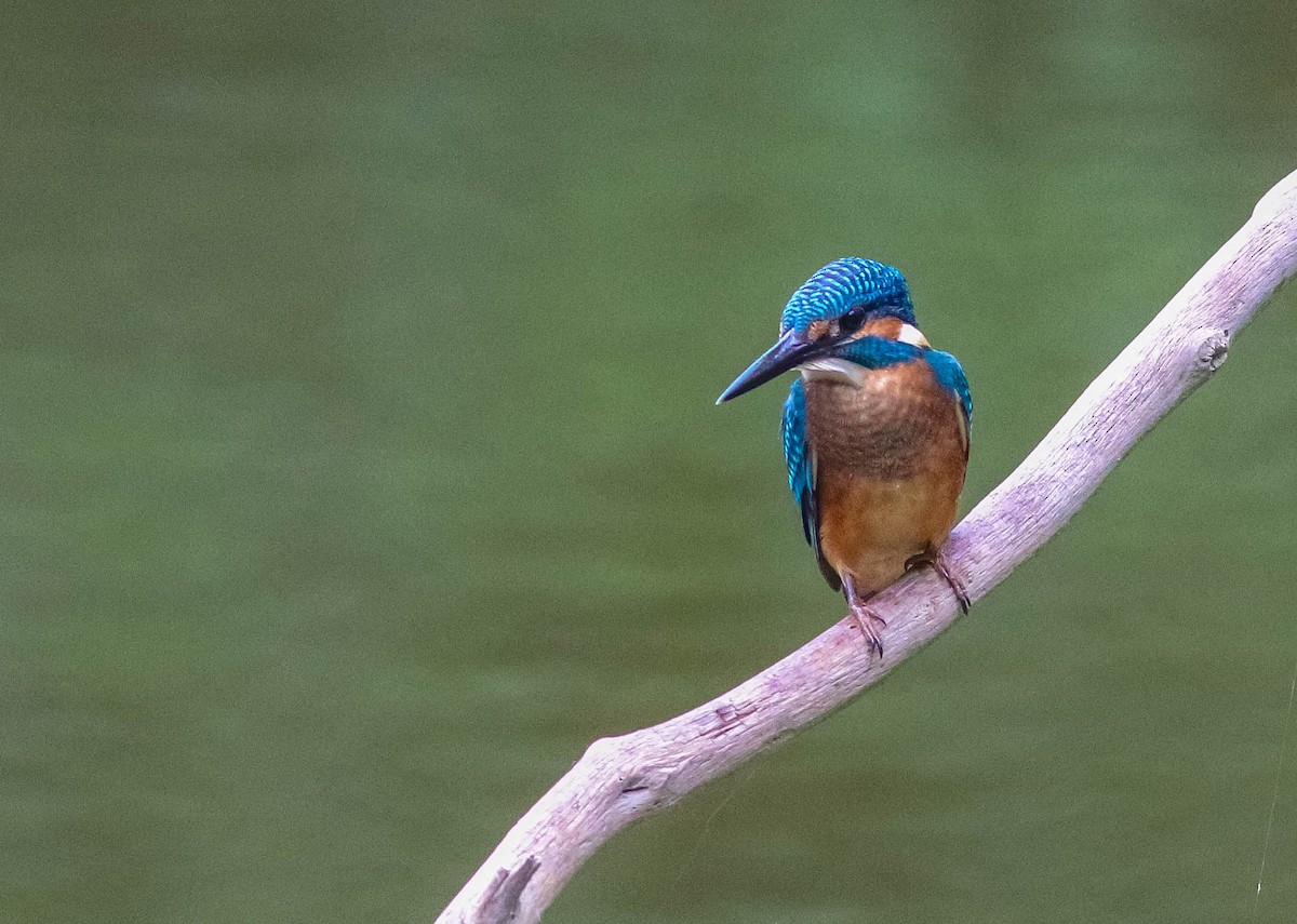 Common Kingfisher - Samim Akhter