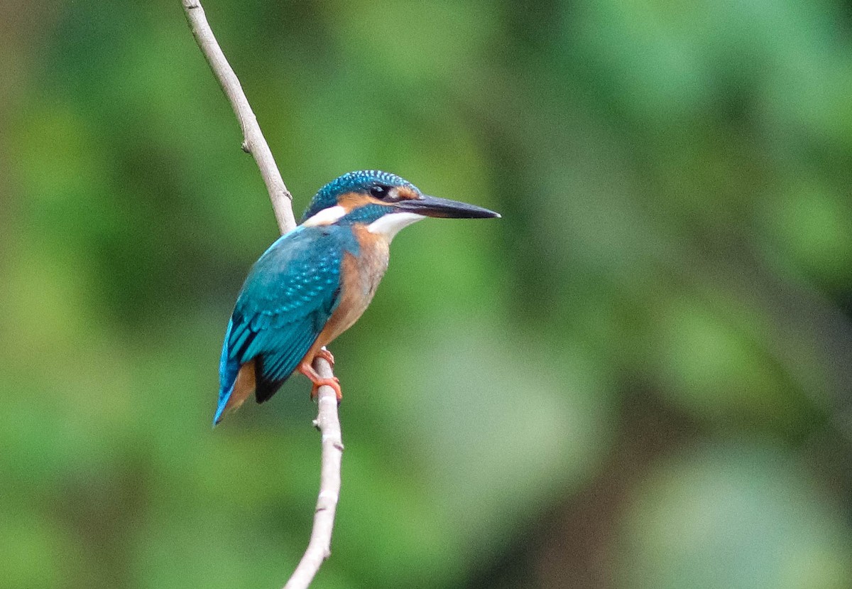 Common Kingfisher - Samim Akhter