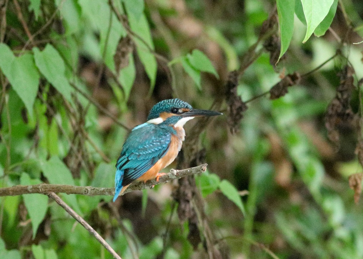 Common Kingfisher - Samim Akhter