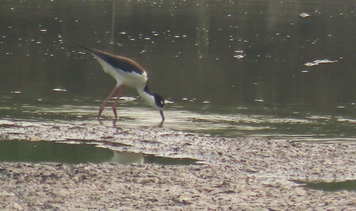 Black-necked Stilt - ML619233451