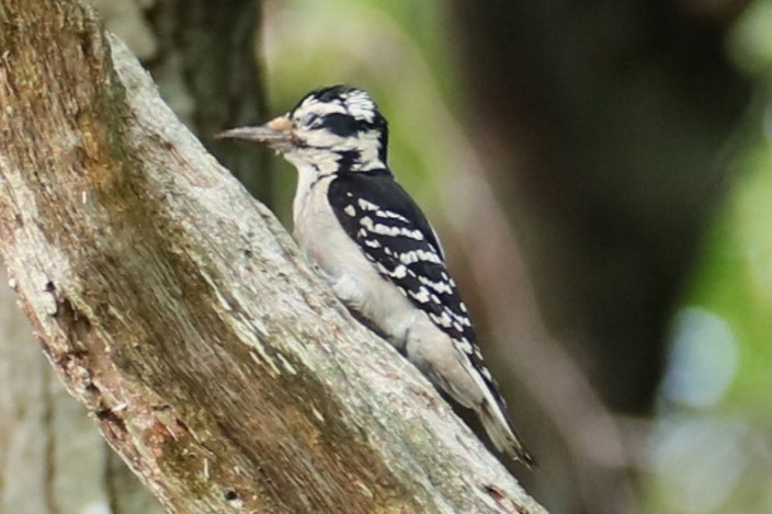 Hairy Woodpecker - michael vedder