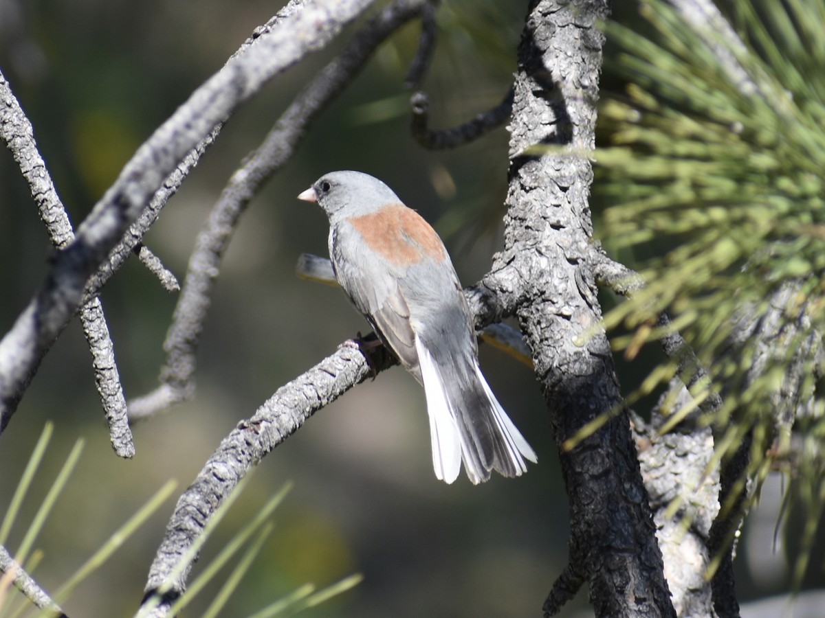 Dark-eyed Junco - Bonnie Prado