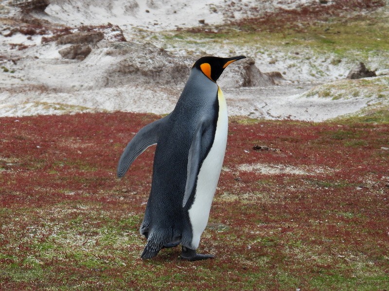 オウサマペンギン - ML619233468