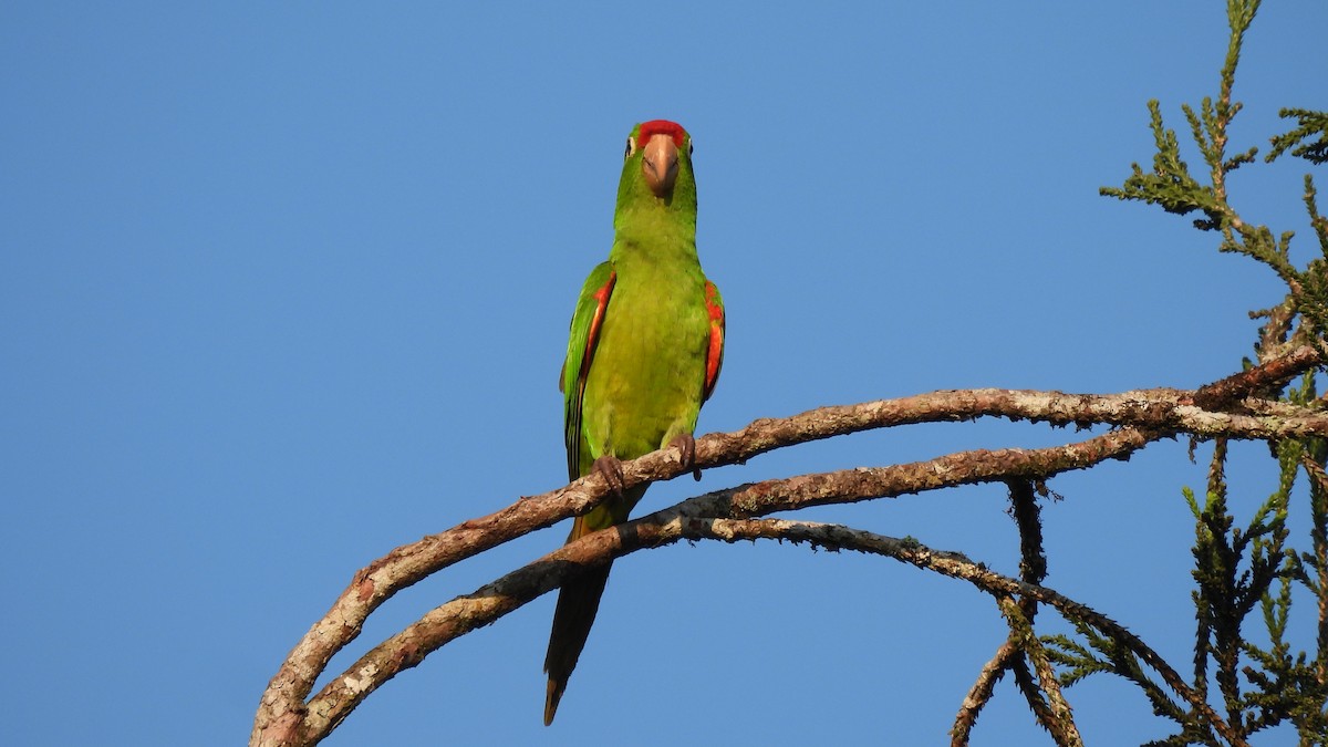 Crimson-fronted Parakeet - Karen Evans