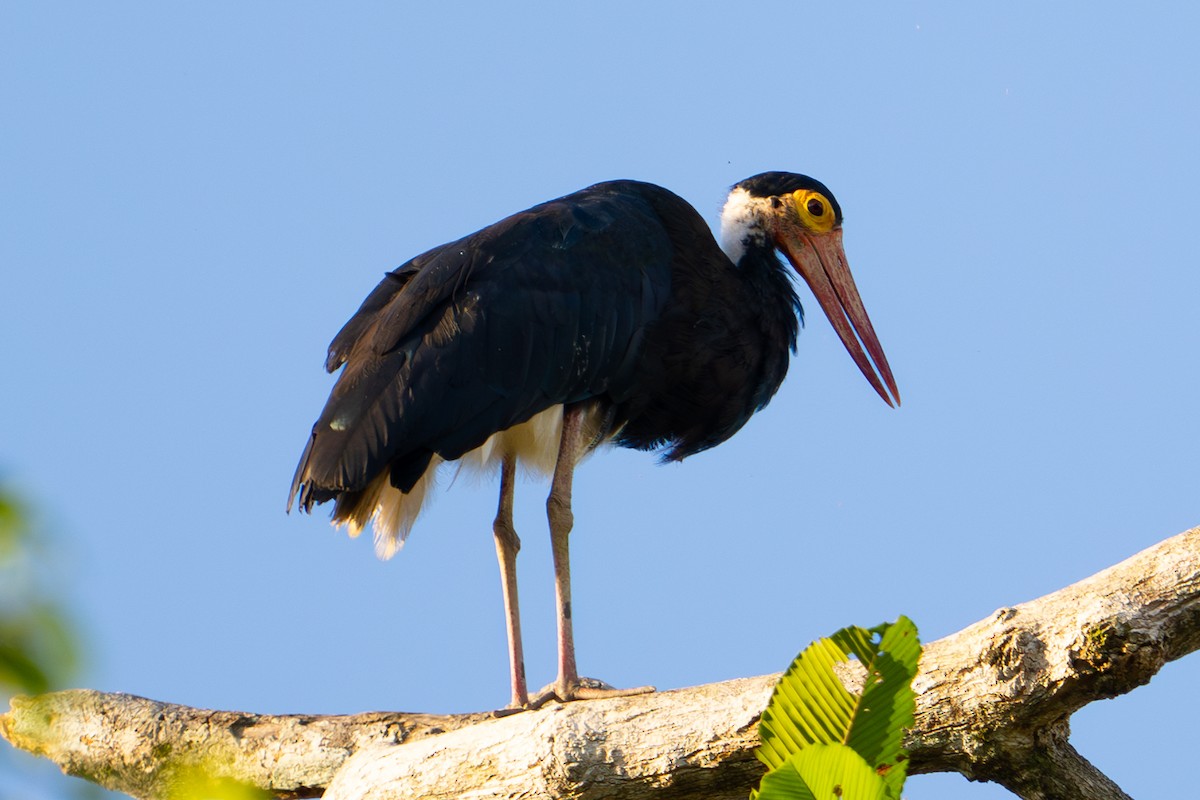 Cigogne de Storm - ML619233490