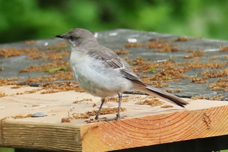 Northern Mockingbird - michael vedder