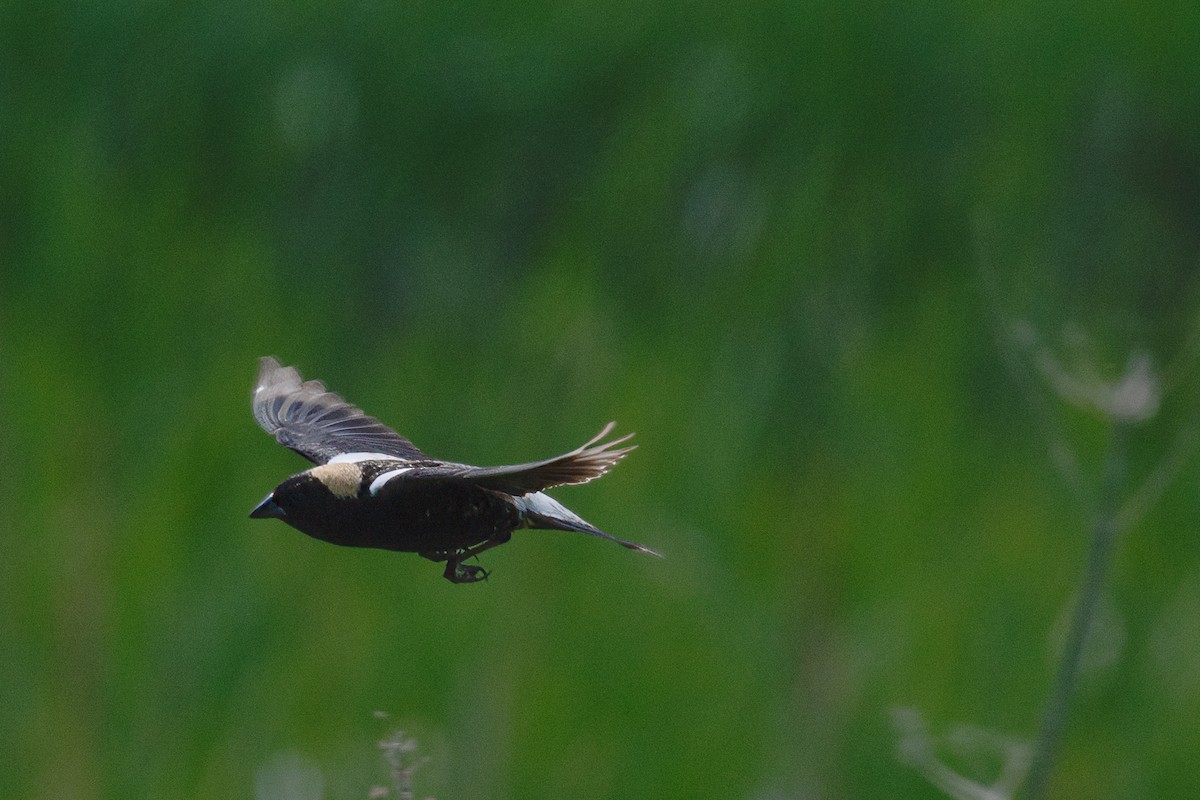 Bobolink - Annette McClellan