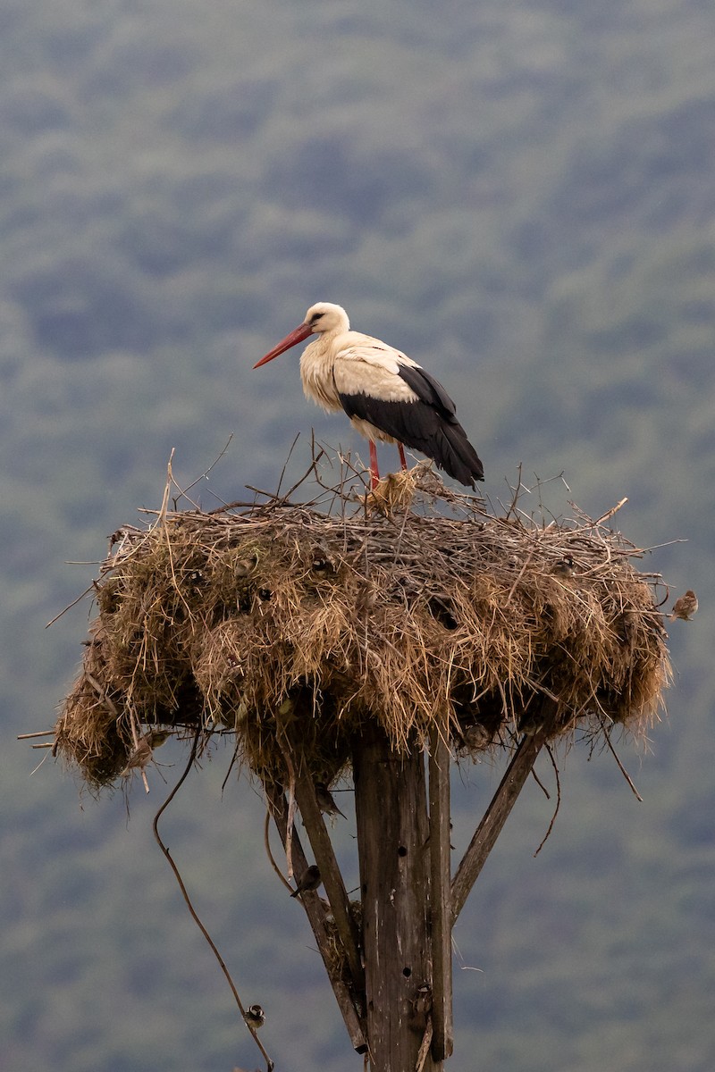 White Stork - Nikos Mavris