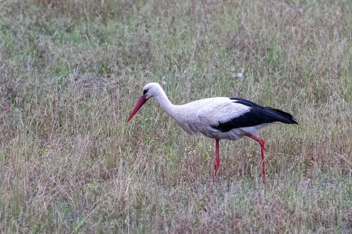 White Stork - Nikos Mavris