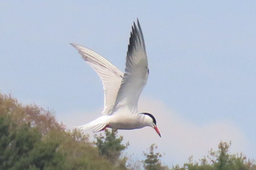 Common Tern - Becky Marvil