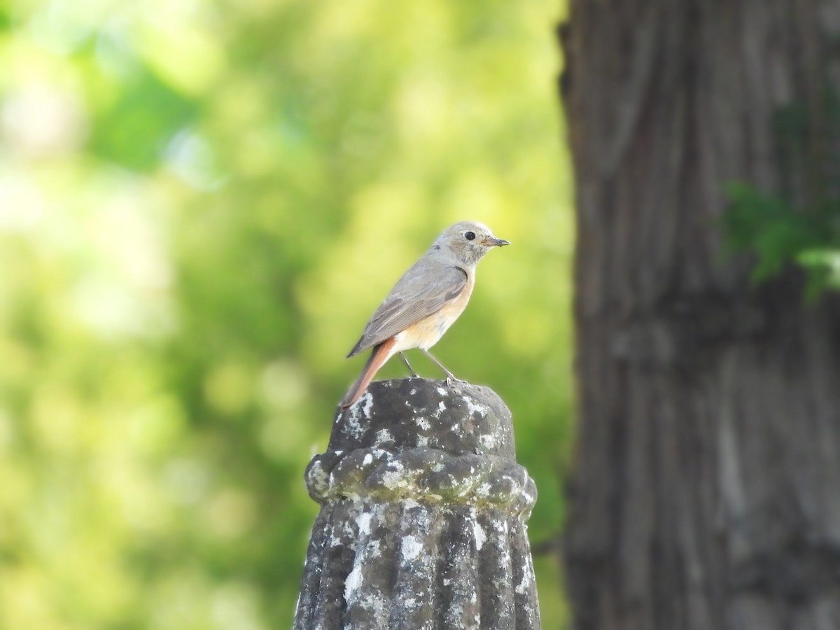 Common Redstart - ML619233586