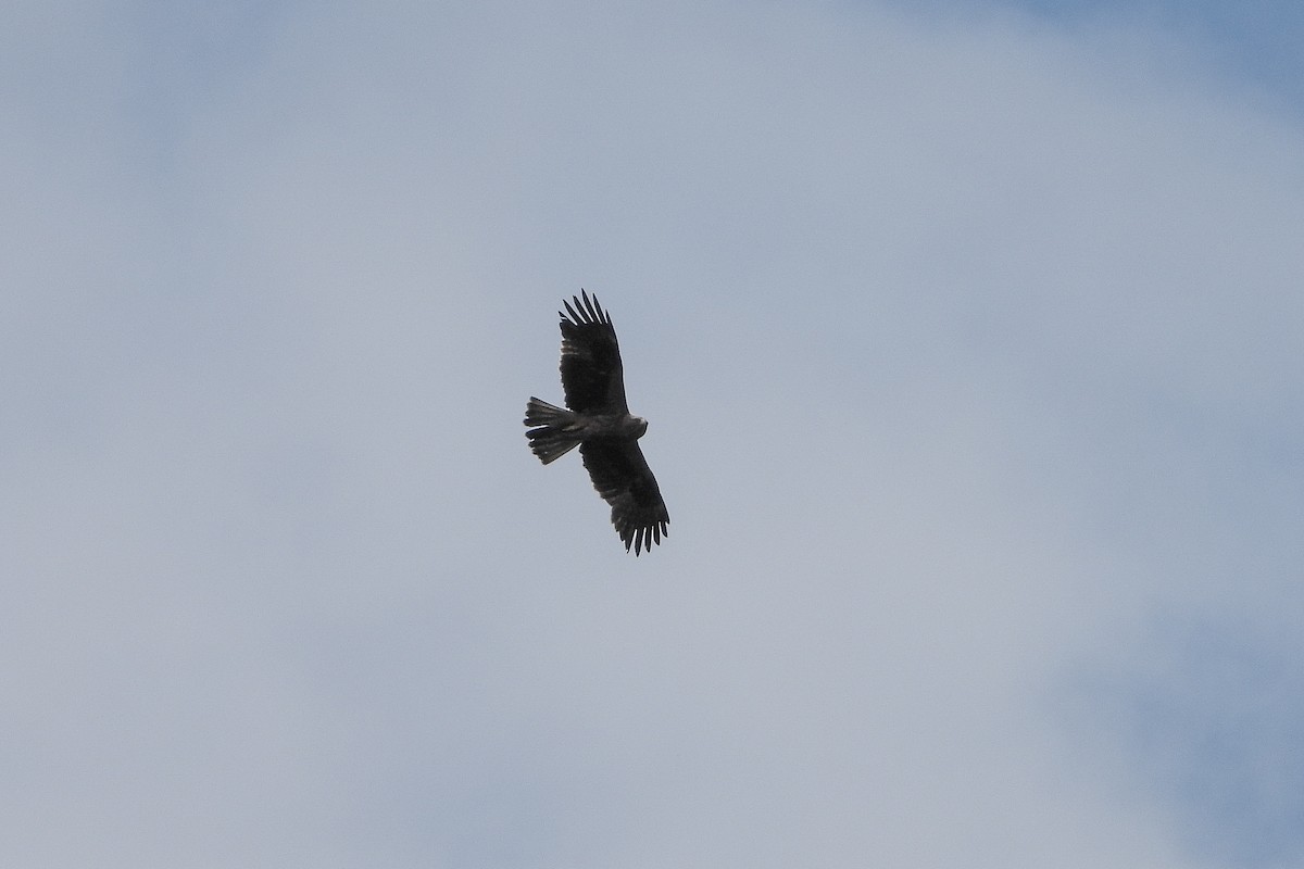 Águila Calzada - ML619233587