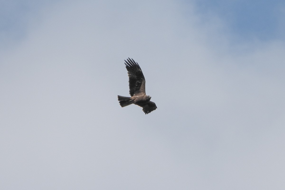 Águila Calzada - ML619233588