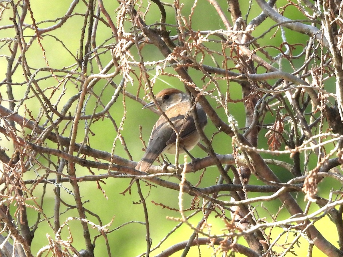 Eurasian Blackcap - ML619233590