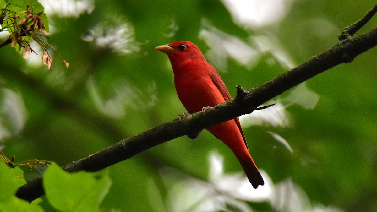 Summer Tanager - Adrian Melck