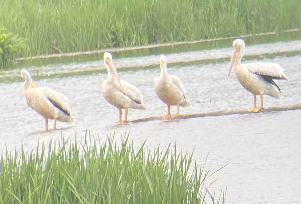 American White Pelican - ML619233594