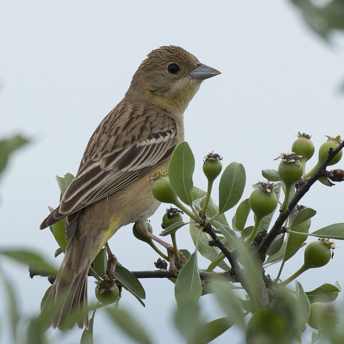 Black-headed Bunting - john Butters