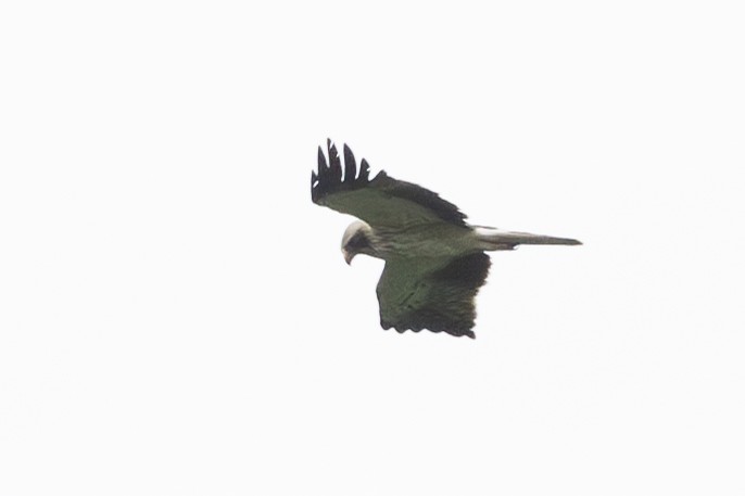 Booted Eagle - ML619233612