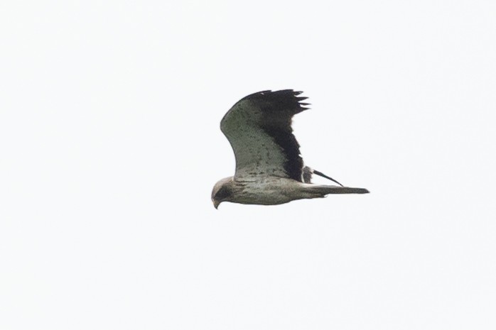 Booted Eagle - ML619233613