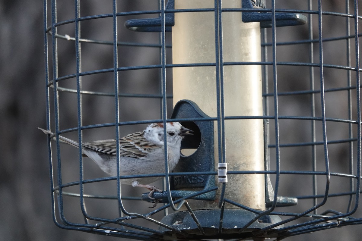 Chipping Sparrow - Mary Kimberly