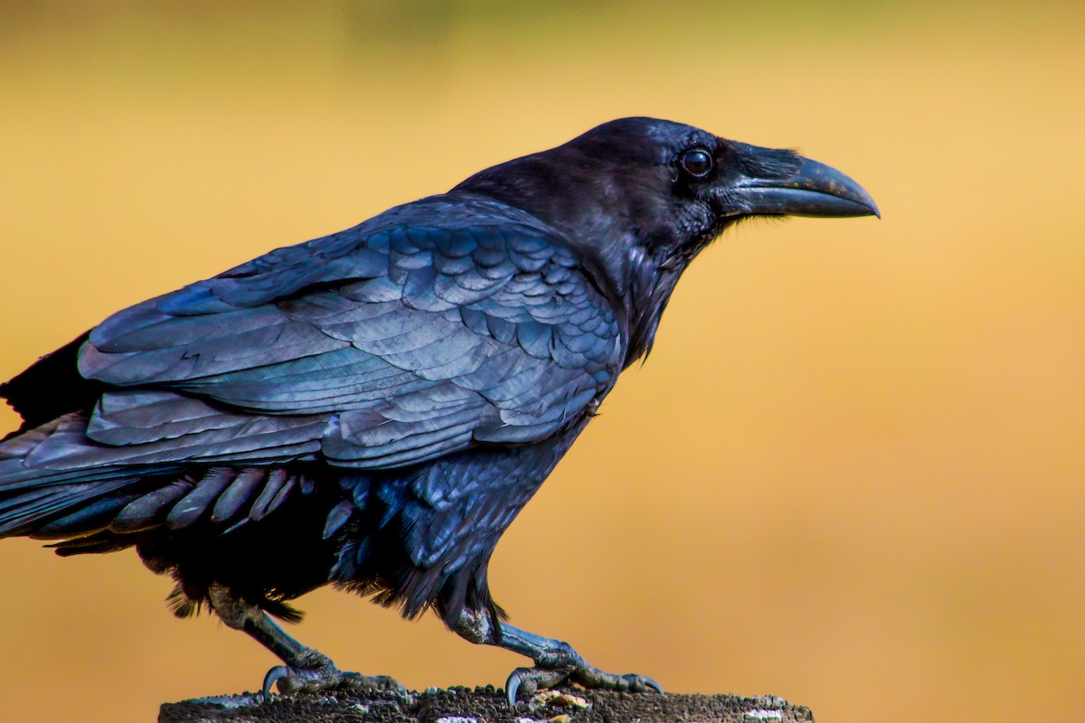 Common Raven - Philip Fiorio