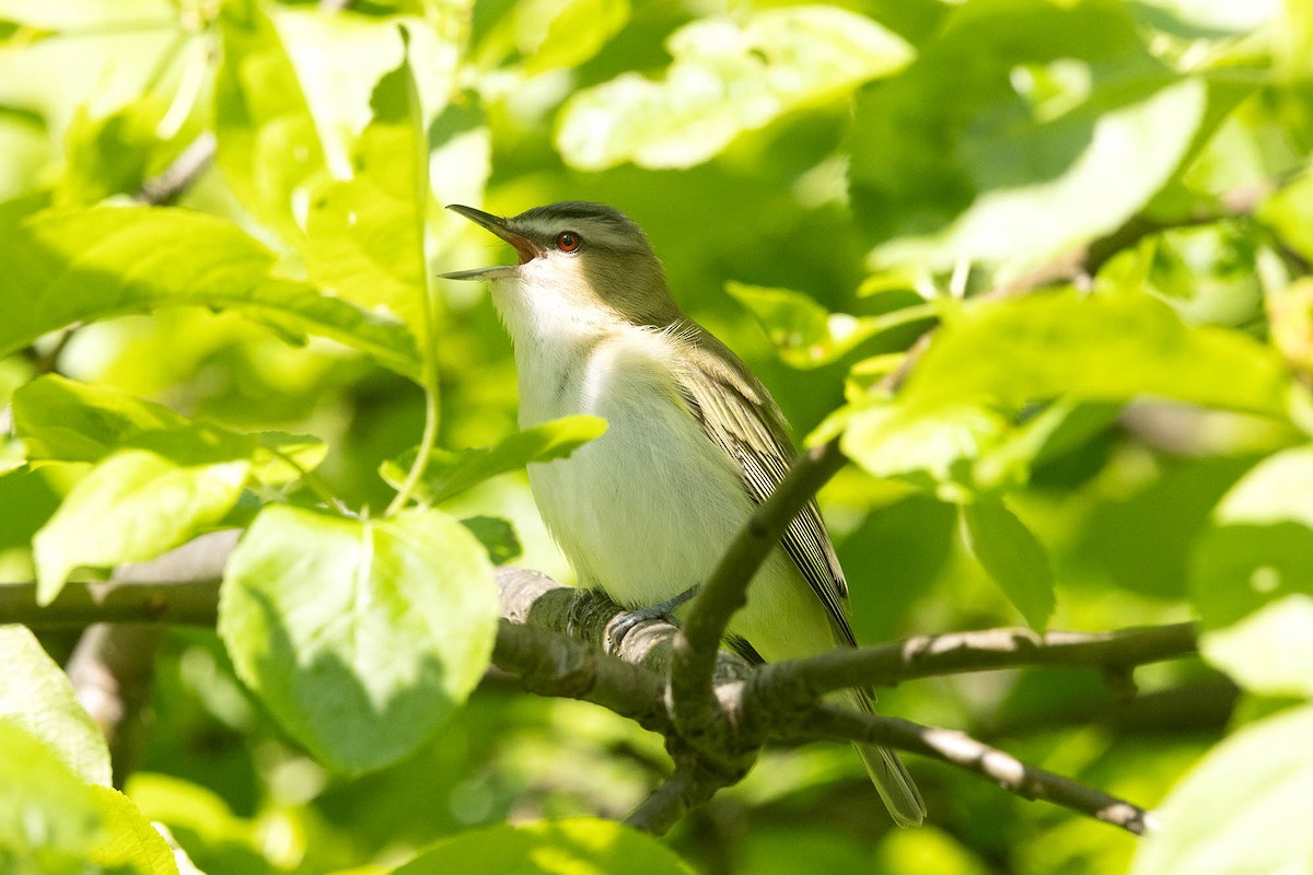 Kızıl Gözlü Vireo - ML619233677