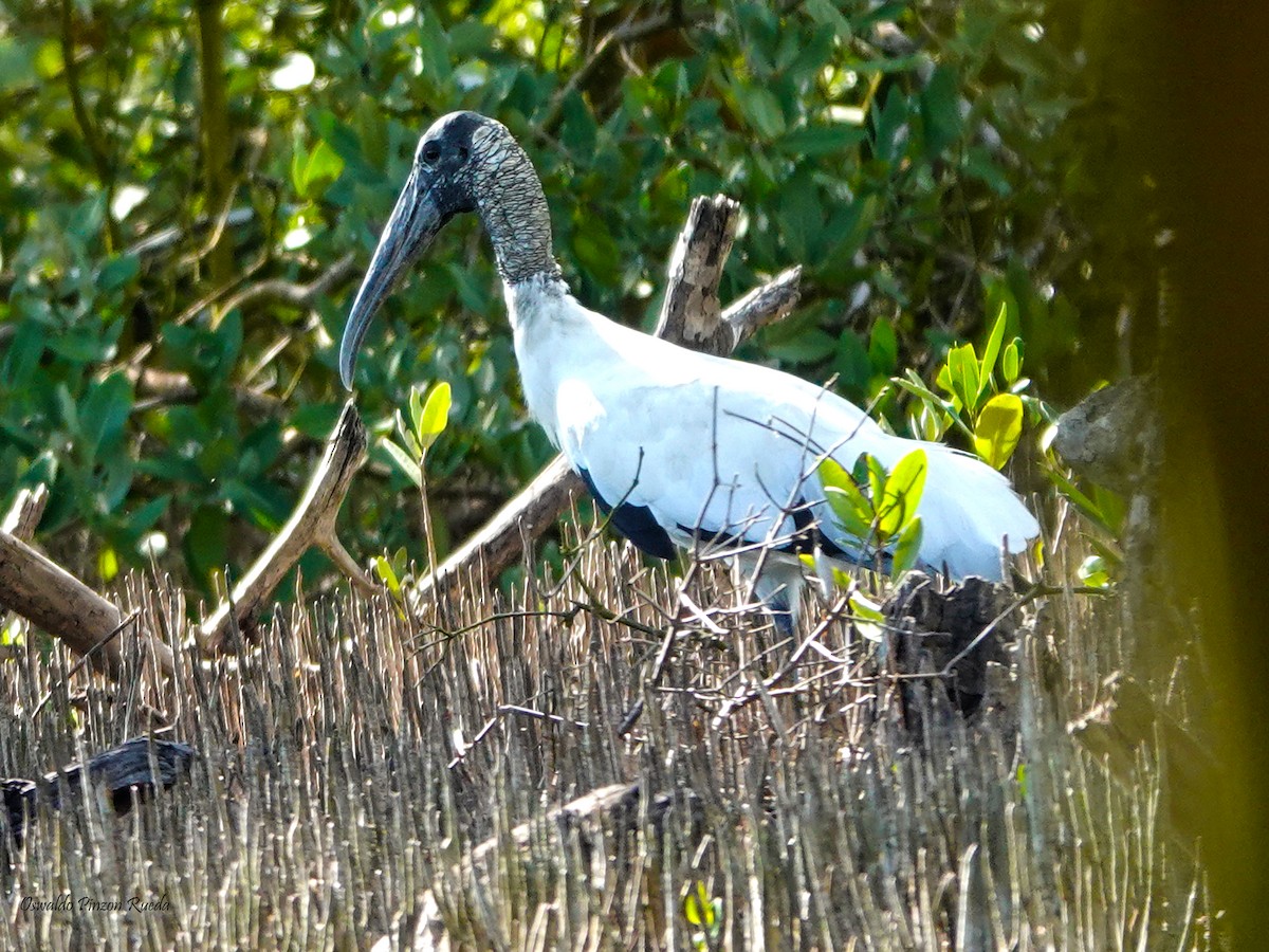 Wood Stork - ML619233687