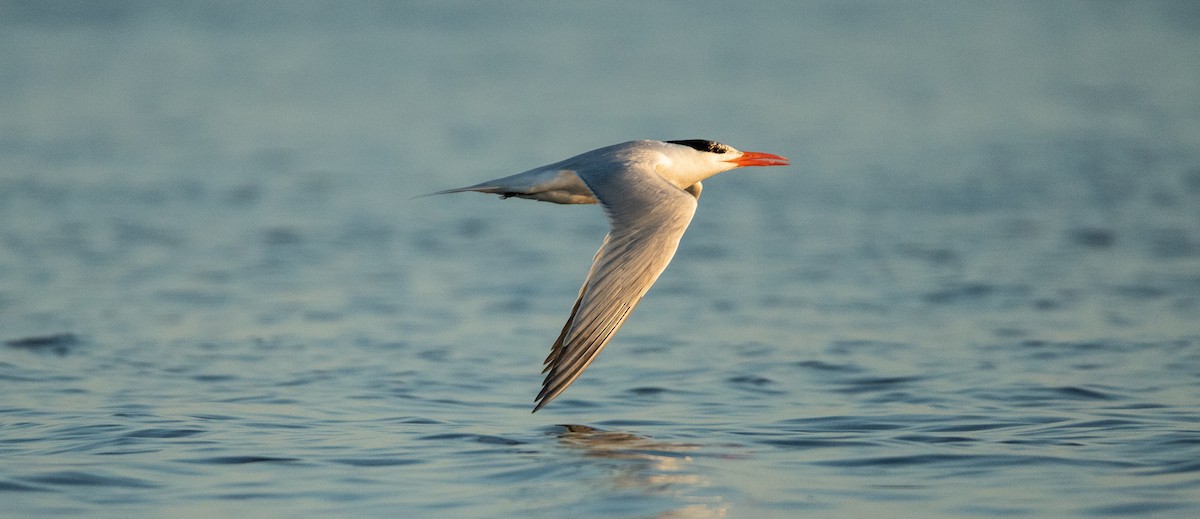 Royal Tern - Dan Watson