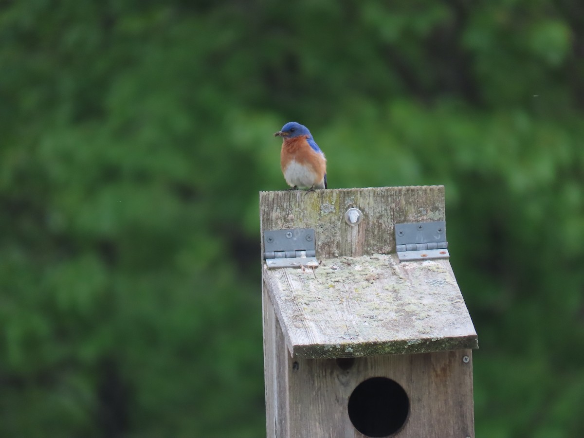 Eastern Bluebird - Larry Zirlin