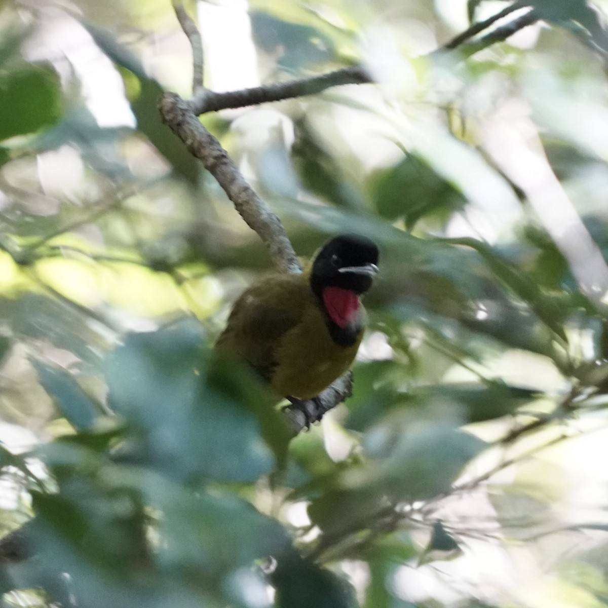 Bare-throated Whistler - Simon Thornhill