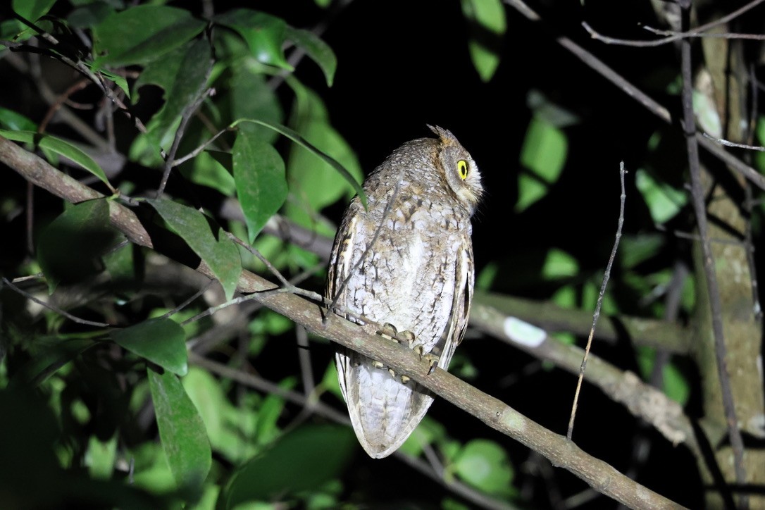 Oriental Scops-Owl - ML619233714