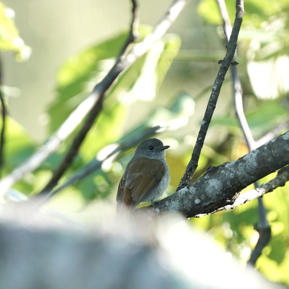 Flores Jungle Flycatcher - Simon Thornhill