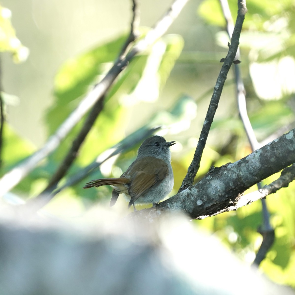 Flores Jungle Flycatcher - ML619233731