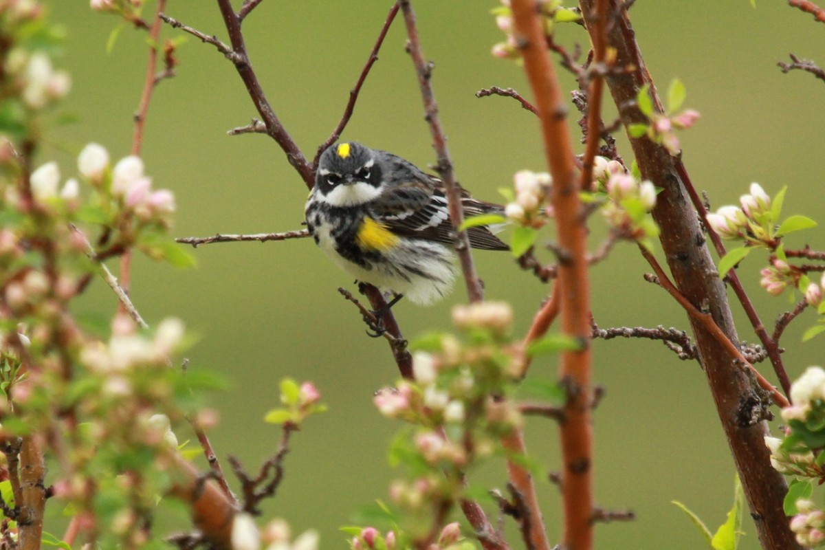 Yellow-rumped Warbler (Myrtle) - Geoffrey Urwin