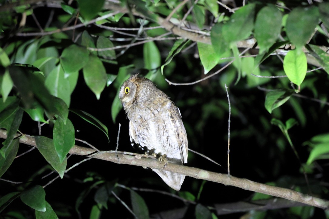 Oriental Scops-Owl - ML619233736