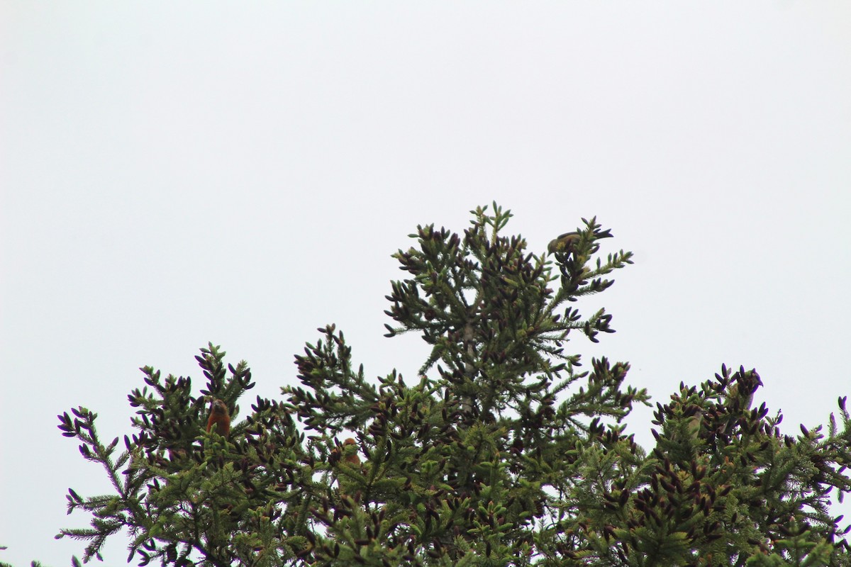 Red Crossbill - Chris Van Norman