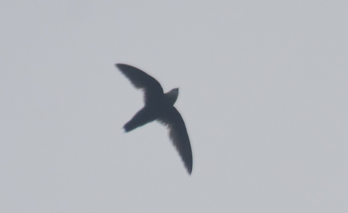 Costa Rican Swift - ML619233741