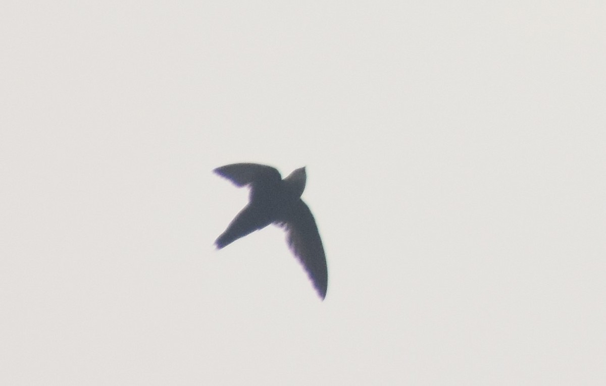 Costa Rican Swift - ML619233742