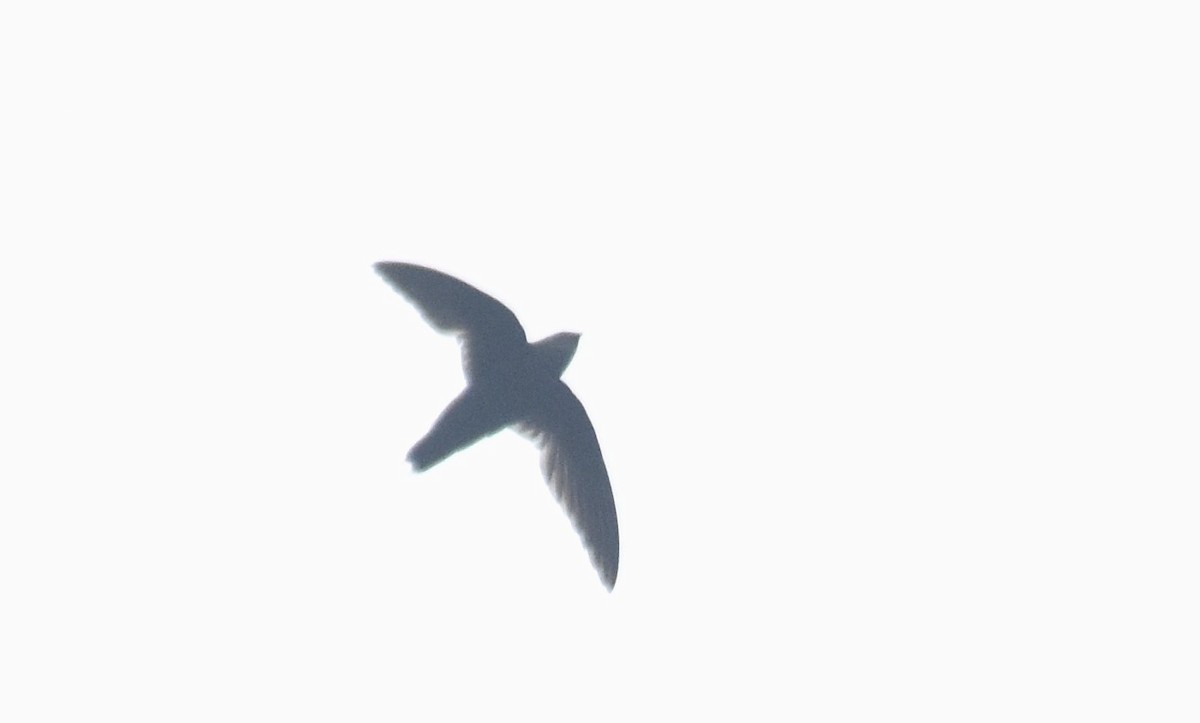 Costa Rican Swift - ML619233744