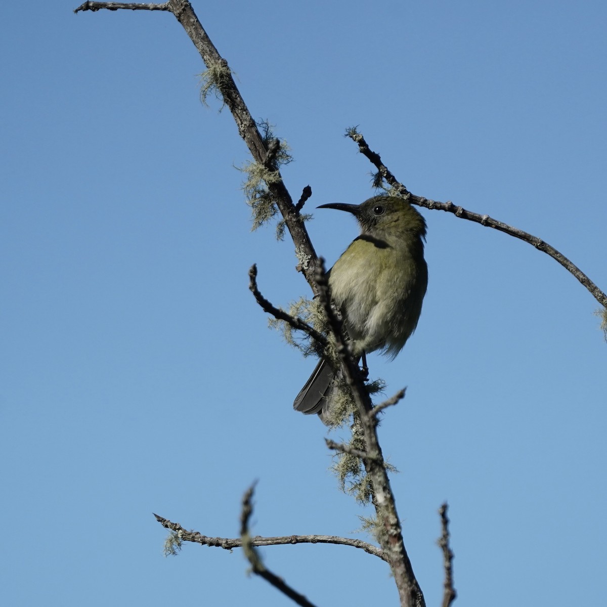 Sunda Honeyeater - ML619233746