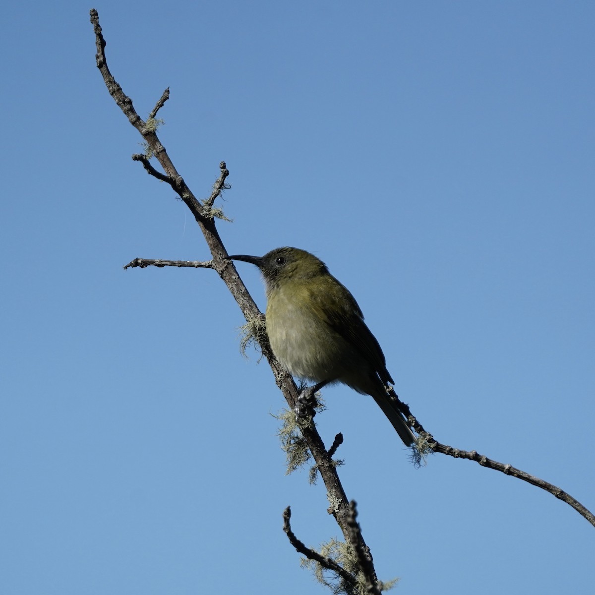 Sunda Honeyeater - Simon Thornhill