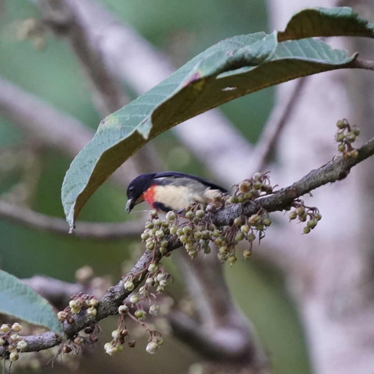 Blood-breasted Flowerpecker (Blood-breasted) - Simon Thornhill