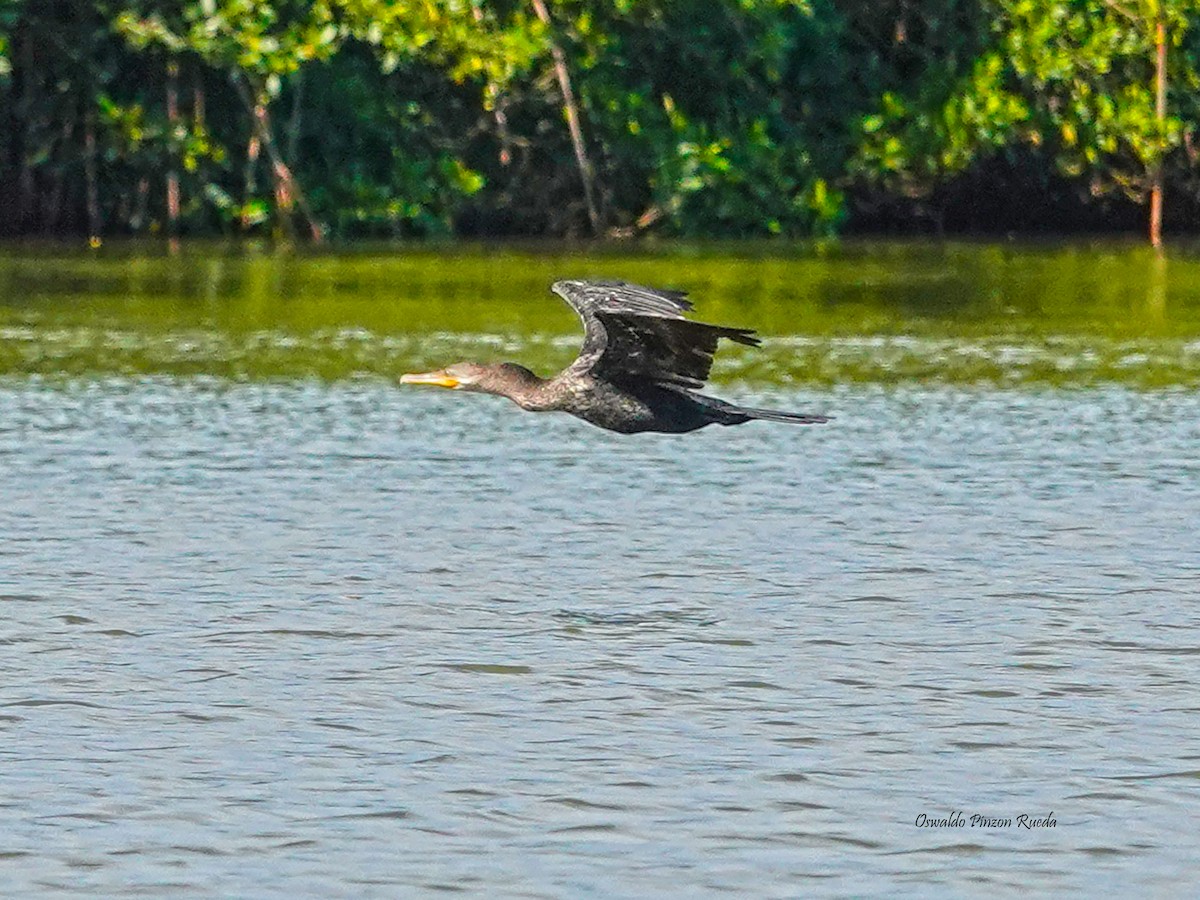 Neotropic Cormorant - ML619233764