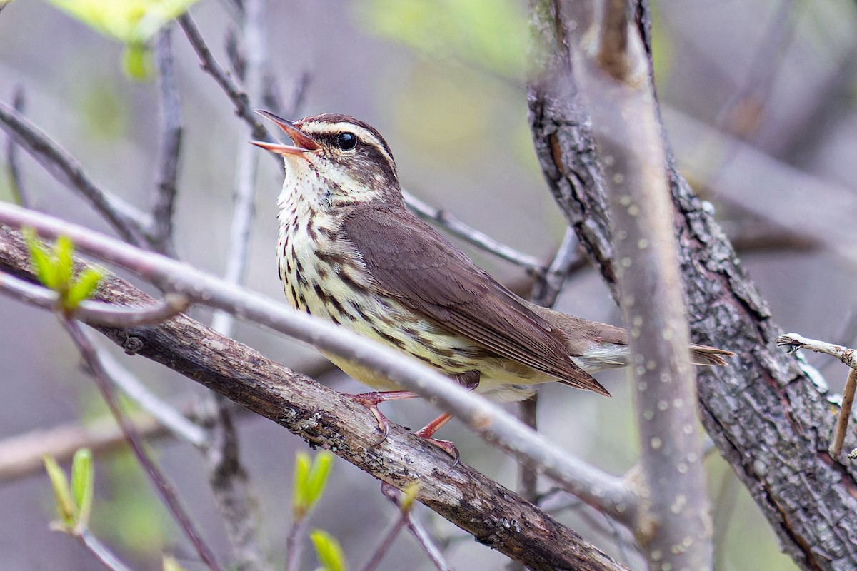 Northern Waterthrush - Steve Juhasz