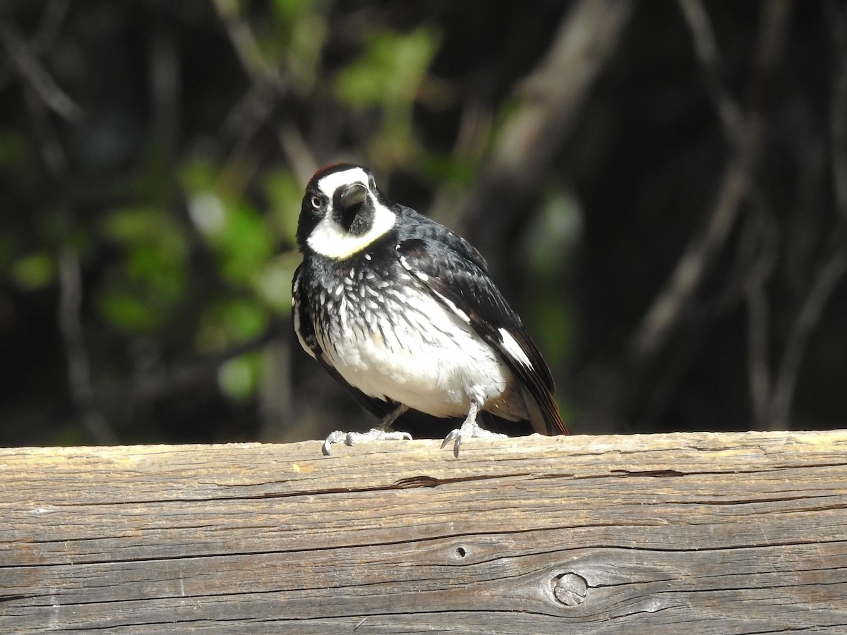 Acorn Woodpecker - Reanna Thomas