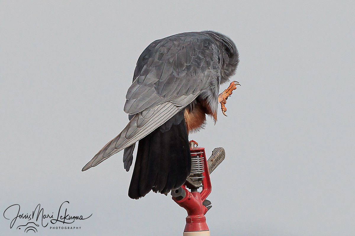 Red-footed Falcon - Jesús Mari Lekuona Sánchez