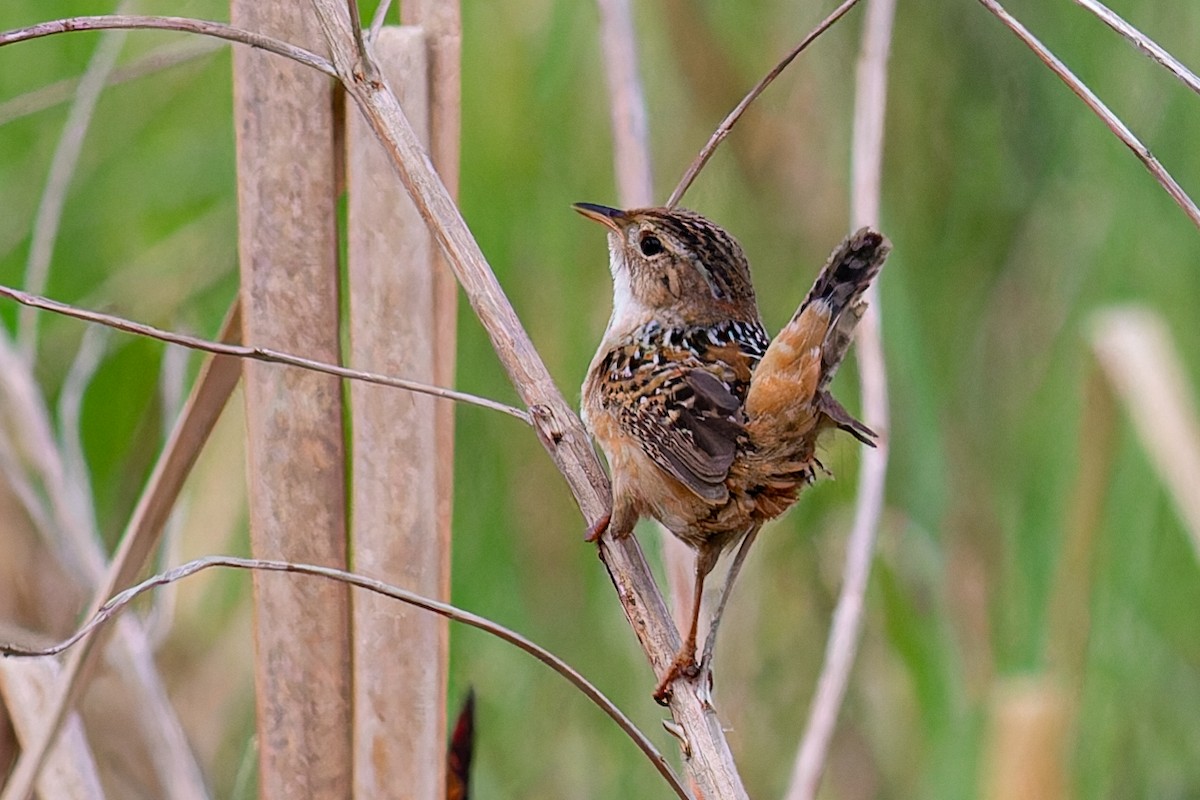 Sedge Wren - Steve Juhasz