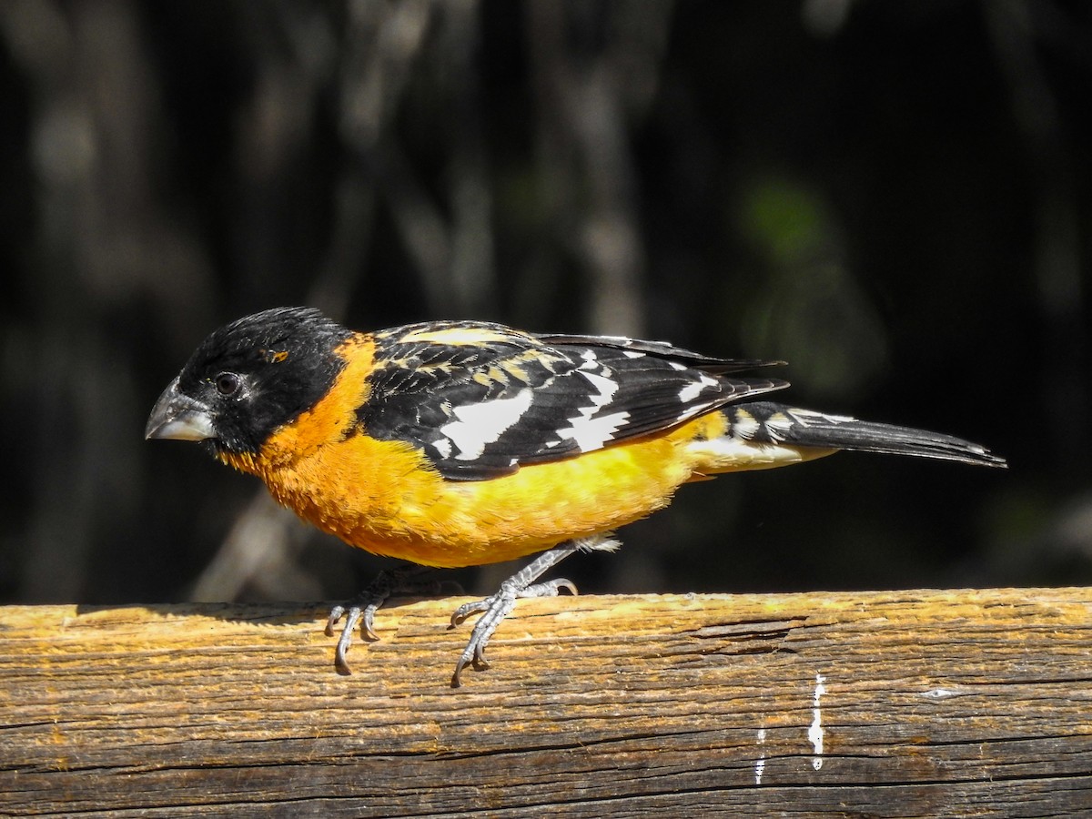 Black-headed Grosbeak - Reanna Thomas