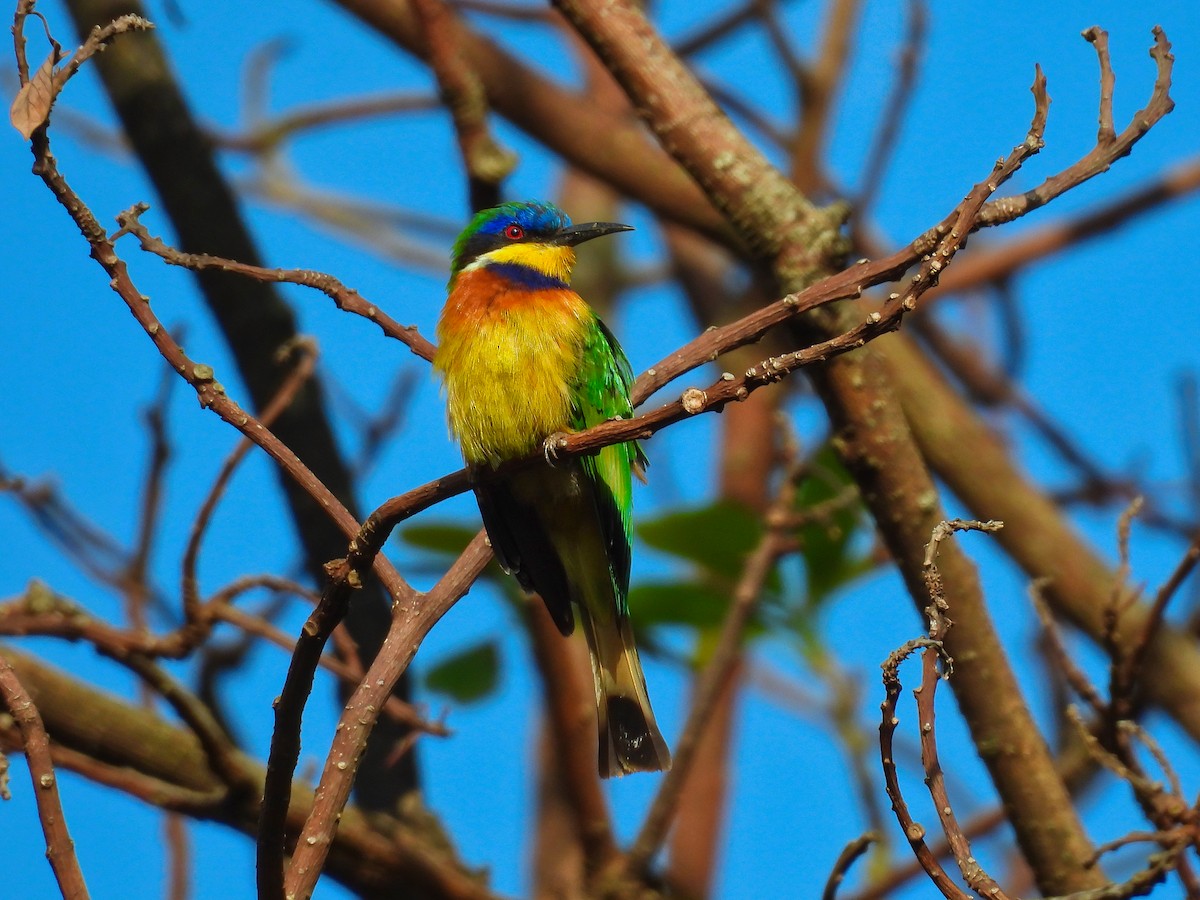 Ethiopian Bee-eater - Hunter Crooks