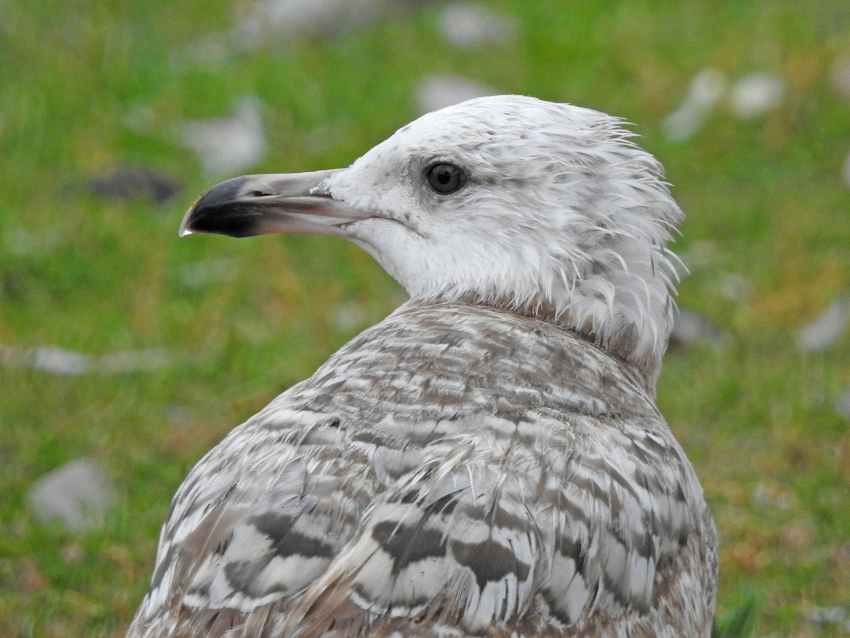 Herring Gull (American) - Andrew Birch
